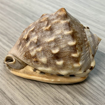 A shell’s texture is rigid yet slightly curved, with ridges, grooves, and natural irregularities that create visual and tactile interest.